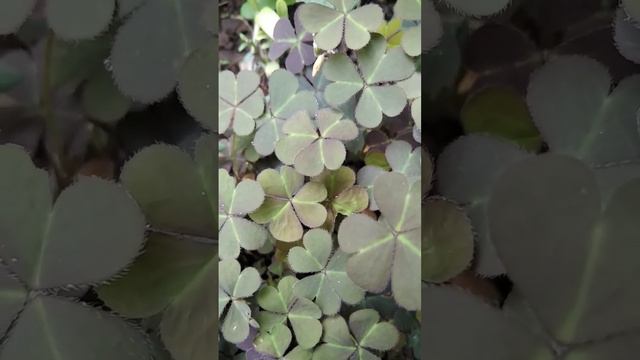 кислица смотреть онлайн