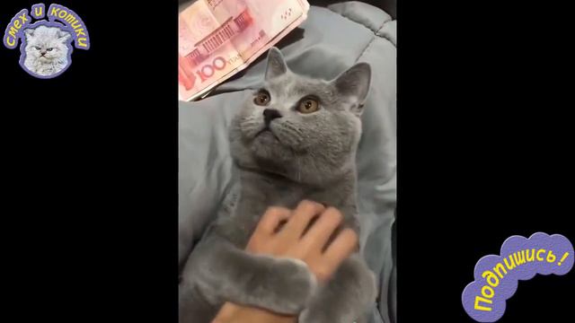 Кот Очень Любит Деньги | Меркантильный Кот смотреть онлайн