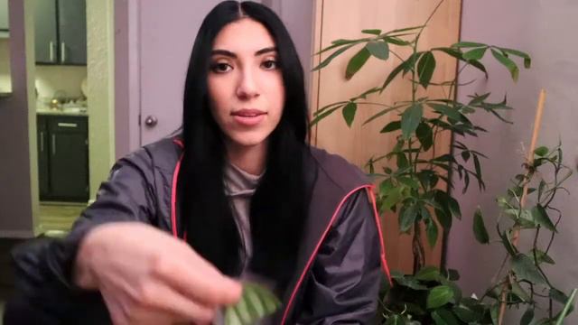 Plant Chores II Repot Cissus Amazonica II Propogate Watermelon Peperomia II Spider Mite Control смотреть онлайн