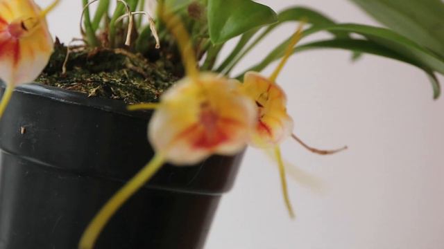Masdevallia Glandulosa X Masd. Sanctae-inesae