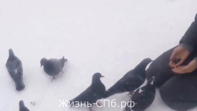 Как мы голубей кормили смотреть онлайн