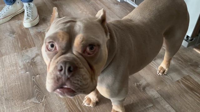 curdis -- the French bulldog - pitbull mix смотреть онлайн