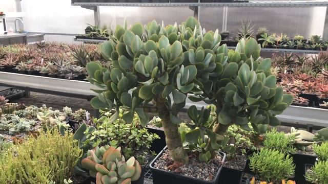 Моя коллекция древовидных Крассул - денежных деревьев смотреть онлайн