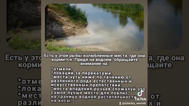 Елец - рыба из детства #елец #рыбалка #крупныйелец #ловляельца #полудонка смотреть онлайн