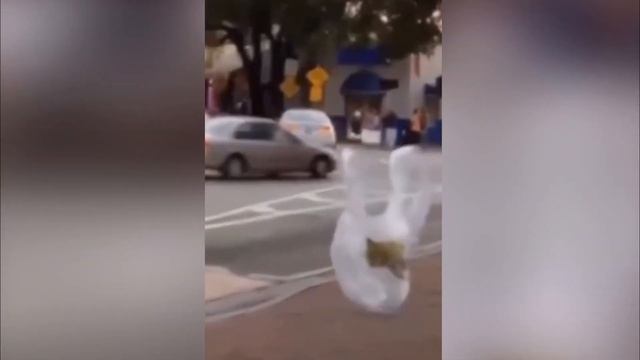 Пакет переходит дорогу | Полиэтиленовый пакет «перешел» дорогу смотреть онлайн