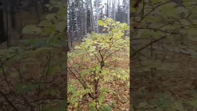 Наша природа ?. Осень 2023