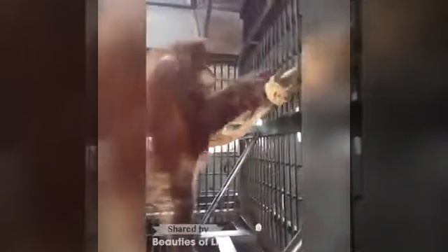 Умная обезьяна делает гамак!!!! (С музыкой) смотреть онлайн