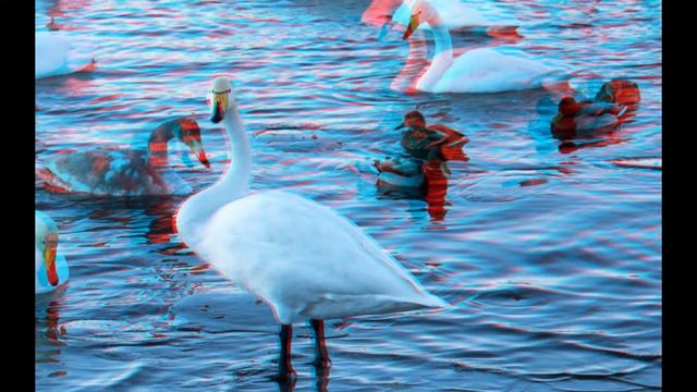 Анаглиф. Лебединое озеро. Поселок Урожайный Алтайского края смотреть онлайн