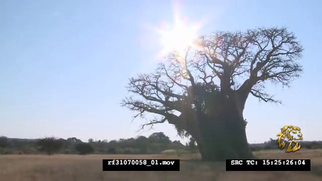 Baobab tree (Adansonia digitata L.) | HD Stock Footage смотреть онлайн