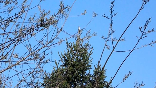 Пересмешник смотреть онлайн