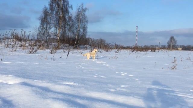 Зимний пейзаж. Снег искрится. winter. смотреть онлайн