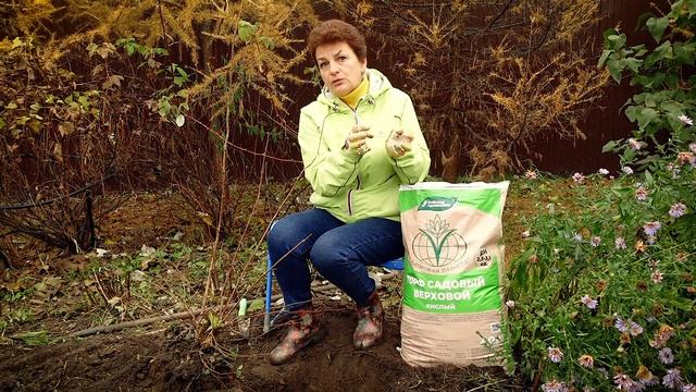 Как пересадить гортензию - не поздно даже в ноябре смотреть онлайн