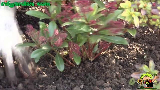 The Skimmia смотреть онлайн