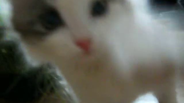 Кошка играет с травой смотреть онлайн