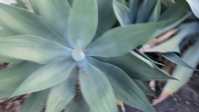 Agave attenuata. Agave dragão. Agave pescoço de cisne. Uma gigante suculenta. смотреть онлайн