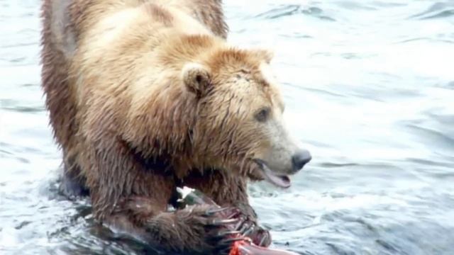 Brown Bears salmon fishing at Brooks Falls, Alaska смотреть онлайн