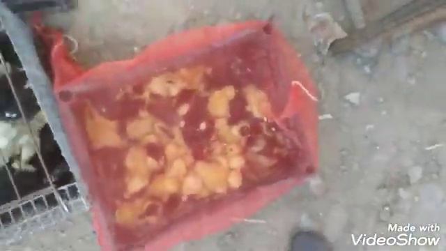 кызыл-кия тоок базары 4июл смотреть онлайн