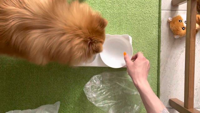 Миска для животных смотреть онлайн