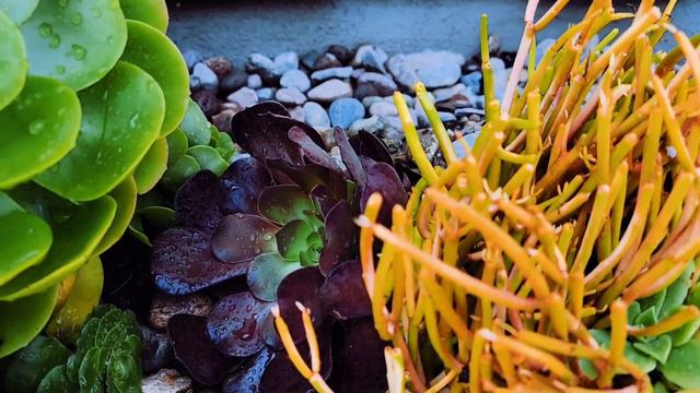 HOW TO ADD CURB APPEAL WITH SUCCULENTS