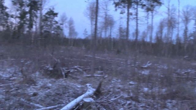 Охота на лося!Лося много очень!!! смотреть онлайн