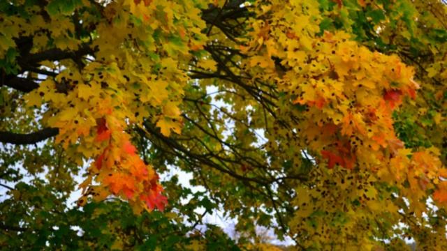 и немного о природе смотреть онлайн