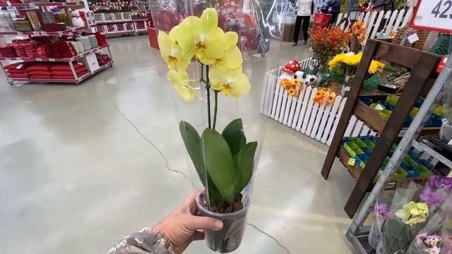 "НОВИНКИ" для орхидей - грунты и удобрения / ЦЕНЫ - КОСМОС!!! смотреть онлайн