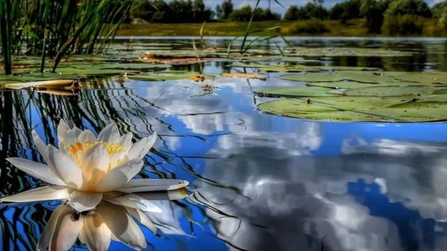 Мы тоже сосны сл Максим Кравецкий смотреть онлайн