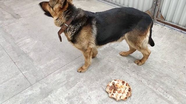 Джейкоб выполняет команды - немецкая овчарка смотреть онлайн