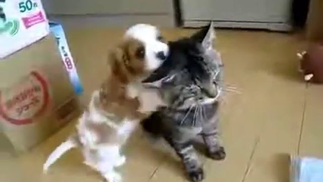 Домашний кот противостоит свирепой служебной собаке. Вот это выдержка! смотреть онлайн