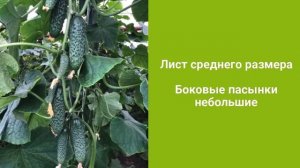 ? Илонара F1 - новинка огурца корнишона плёночного сегмента от компании Райк Цваан