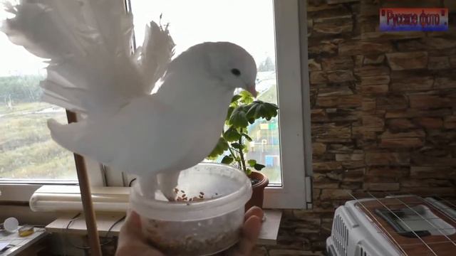  Голуби на балконе.