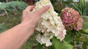 Красивущий сорт метельчатой гортензии Геркулес 😍 #гортензиягеркулес