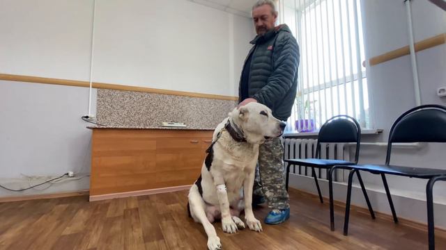 В клинике.Натаха(96 кг),Черного Барона/Сатар Берег дочка.Бульдозера,Топаза линии.Алабай.+7915778778 смотреть онлайн