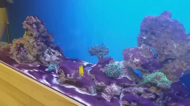 Кораллы в морском аквариуме. Цианабактерия. Эуфилии. смотреть онлайн