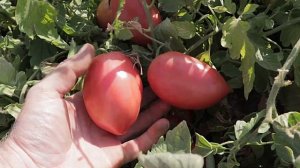 ПИНК ПЛАМ F1 - розовая десертная сливка от Rijder Seeds (Райдер Сидс) - Добрые Семена.ру