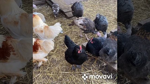 Гуси в своей красе после линьки/ Утки радуют яйцом/ Осенние дни на хозяйстве смотреть онлайн