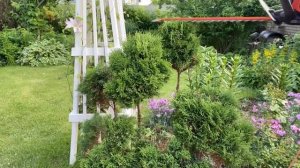 Топиарная стрижка туи своими руками.