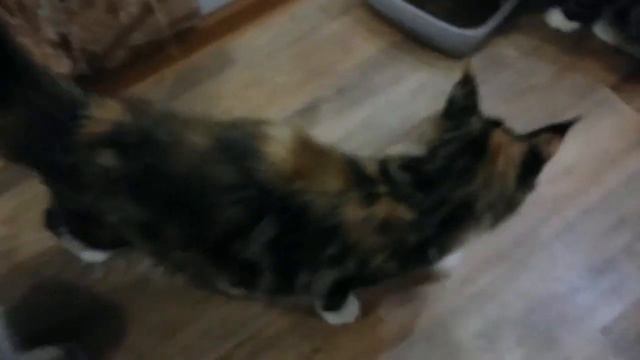 куно семейство MegaDonna смотреть онлайн