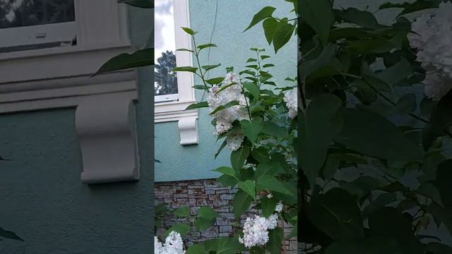 Сирень под окном #сирень #сад #ланшафтныйдизайн смотреть онлайн