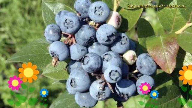 Голубика высокорослая Блюджей. Краткий обзор, описание характеристик vaccinium corymbosum Bluejay смотреть онлайн