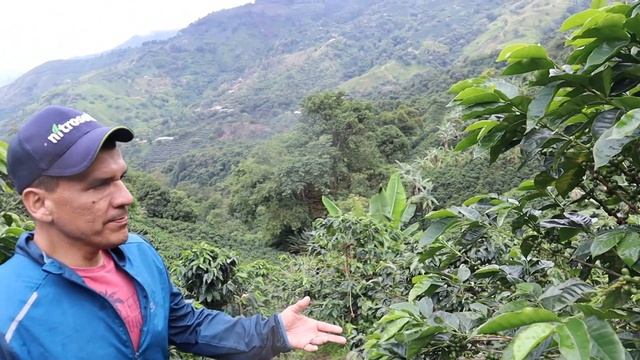 TOUR CAFETERO POR LA FINCA EL HORIZONTE, Así se cultiva el Mejor Café del Mundo en Colombia ?? смотреть онлайн