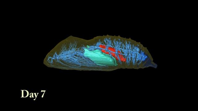 Animation of Developing Butterfly Chrysalis смотреть онлайн
