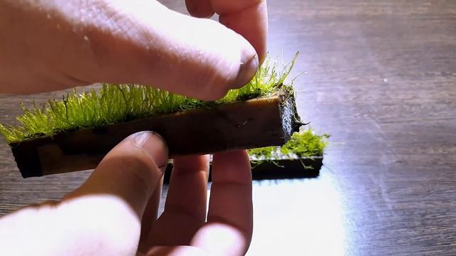 ОЖИВШИЙ МОХ ЧЕРЕЗ 4 МЕСЯЦА смотреть онлайн