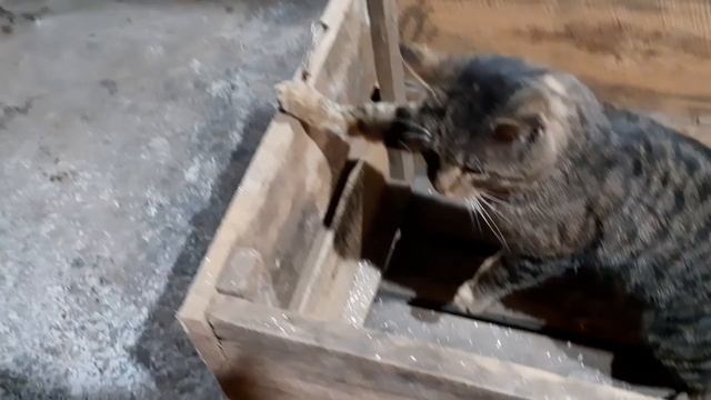 //Свинка едет на Тетиев на пмж//Рыжая мадам петрен-дюрок 90-60-90//Как упарил свинку подпищице // смотреть онлайн