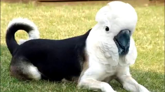Mixed Animals (Morphed Animals) смотреть онлайн