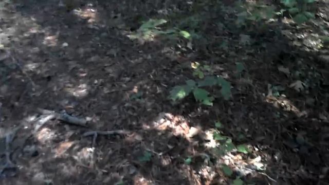 Finding and eating deerhorn mushrooms смотреть онлайн