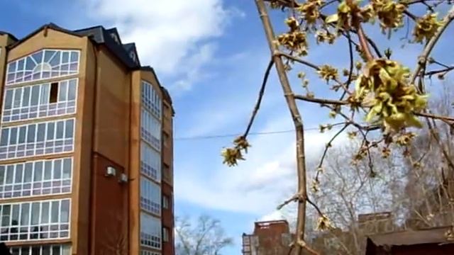 Почки лопнули у клёна в Томске 22 апреля 2015 г. смотреть онлайн