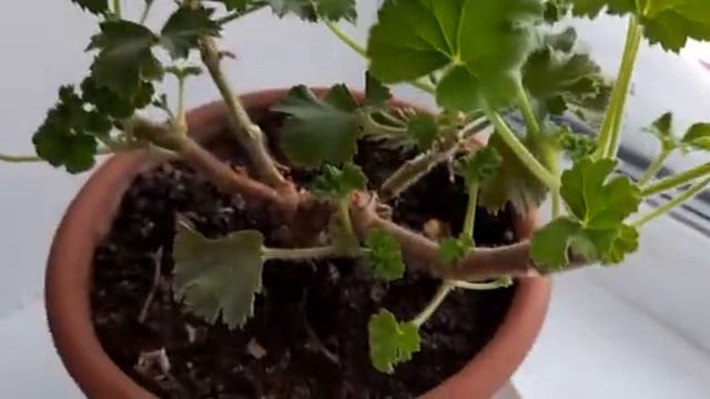 #пеларгония #королевскаягерань /Как заставить цвести королевскую пеларгонию . Уход зимой. смотреть онлайн