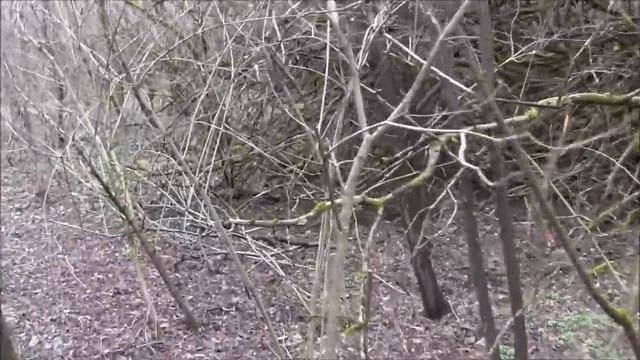 Русская гончая Гусля ВПКОС 3781/12 вл. Чугунов В.В. смотреть онлайн