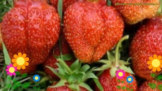 Земляника садовая Деройял. Краткий обзор, описание характеристик fragaria ananassa Деройял смотреть онлайн